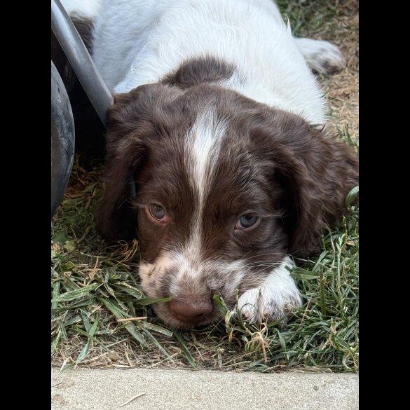 English Springer Spaniel - Both