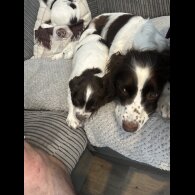 English Springer Spaniel - Both