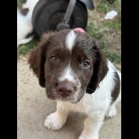 English Springer Spaniel - Both
