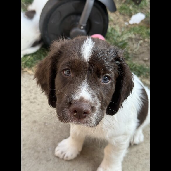 English Springer Spaniel - Both