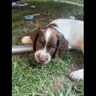 English Springer Spaniel - Both