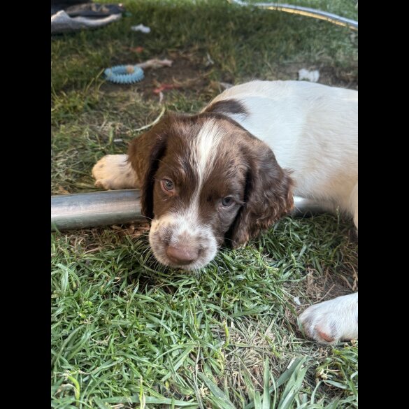 English Springer Spaniel - Both
