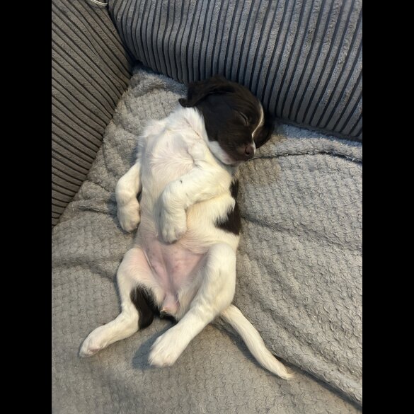 English Springer Spaniel - Both