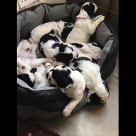 Sprocker Spaniel - Both