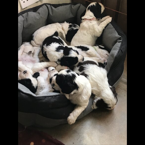 Sprocker Spaniel - Both