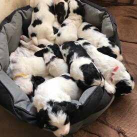 Sprocker Spaniel - Both