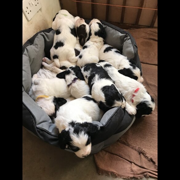 Sprocker Spaniel - Both