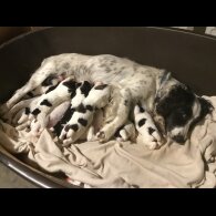 Sprocker Spaniel - Both