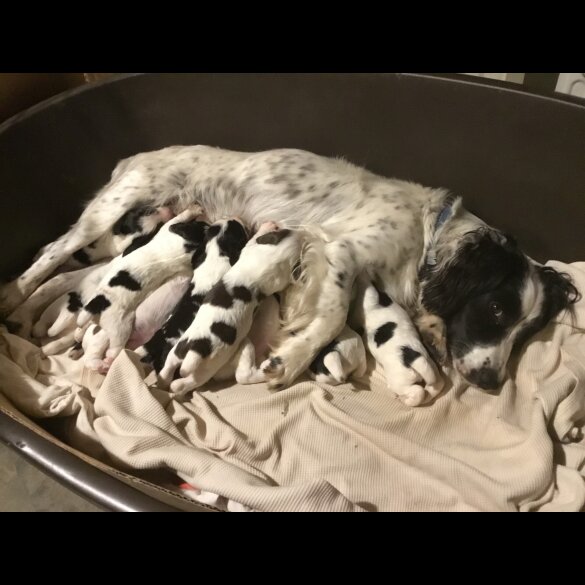 Sprocker Spaniel - Both