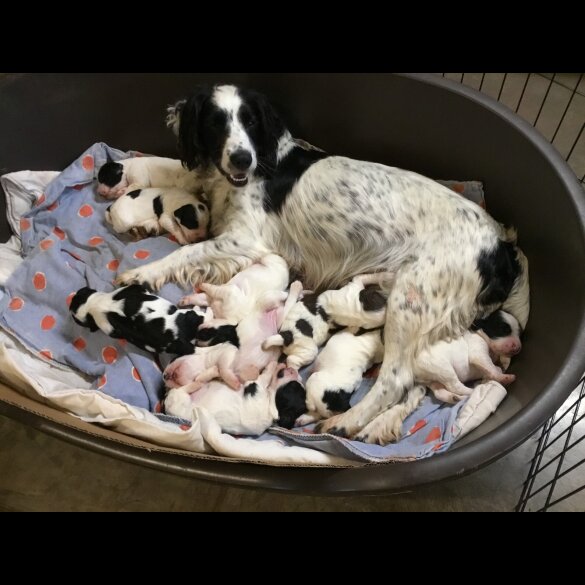Sprocker Spaniel - Both