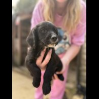 Sprocker Spaniel - Both