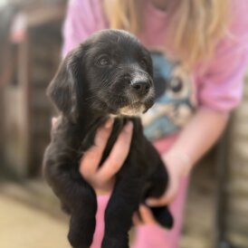 Sprocker Spaniel - Both