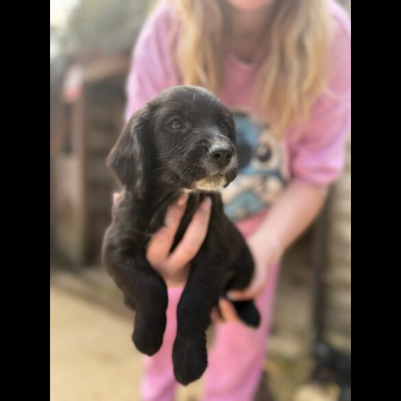 Sprocker Spaniel - Both