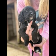 Sprocker Spaniel - Both