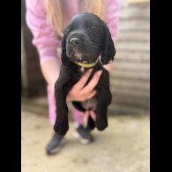 Sprocker Spaniel - Both
