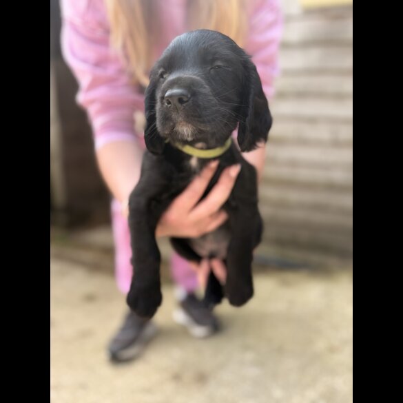 Sprocker Spaniel - Both