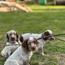 Sprocker Spaniel - Both