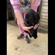 Sprocker Spaniel - Both
