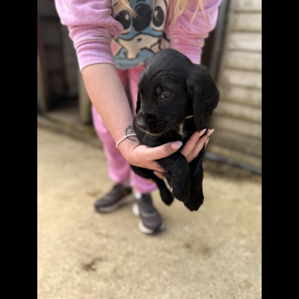 Sprocker Spaniel - Both