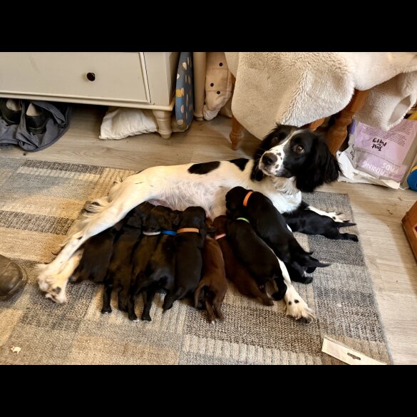 Sprocker Spaniel - Both