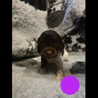Sprocker Spaniel - Both