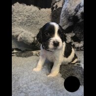 Sprocker Spaniel - Both