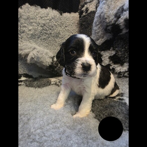 Sprocker Spaniel - Both