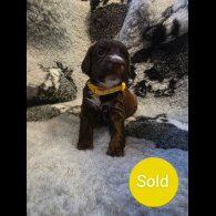 Sprocker Spaniel - Both