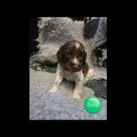 Sprocker Spaniel - Both