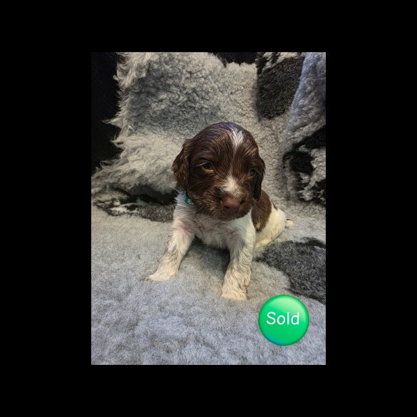 Sprocker Spaniel - Both