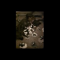 Sprocker Spaniel - Both
