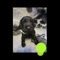Sprocker Spaniel - Both