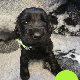 Sprocker Spaniel - Both