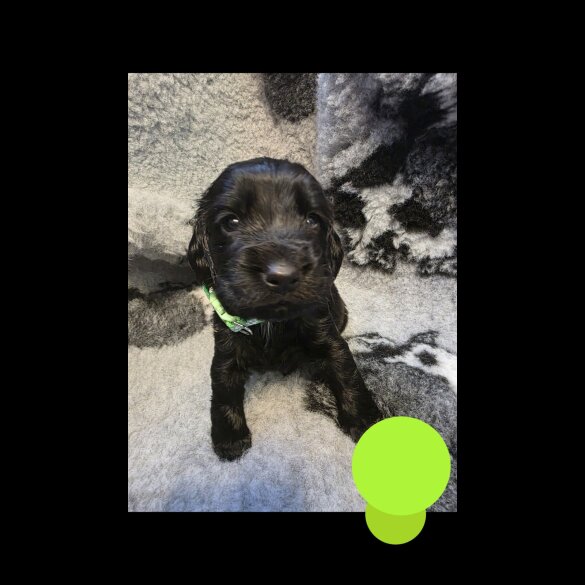 Sprocker Spaniel - Both