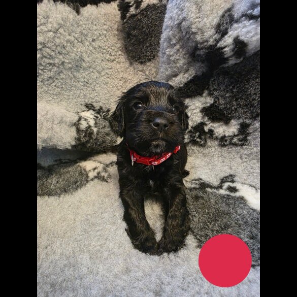 Sprocker Spaniel - Both