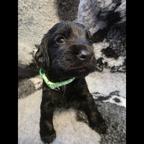 Sprocker Spaniel - Both