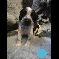 Sprocker Spaniel - Both