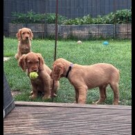 Sprocker Spaniel - Dogs