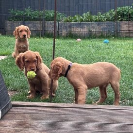 Sprocker Spaniel - Dogs