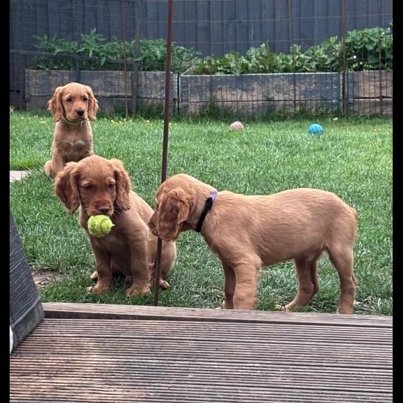 Sprocker Spaniel - Dogs
