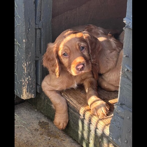 Sprocker Spaniel - Dogs