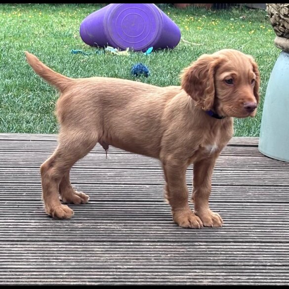 Sprocker Spaniel - Dogs