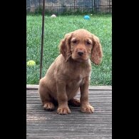 Sprocker Spaniel - Dogs