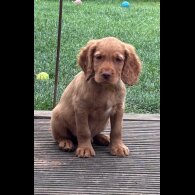 Sprocker Spaniel - Dogs
