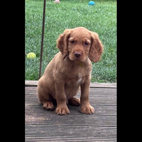 Sprocker Spaniel - Dogs