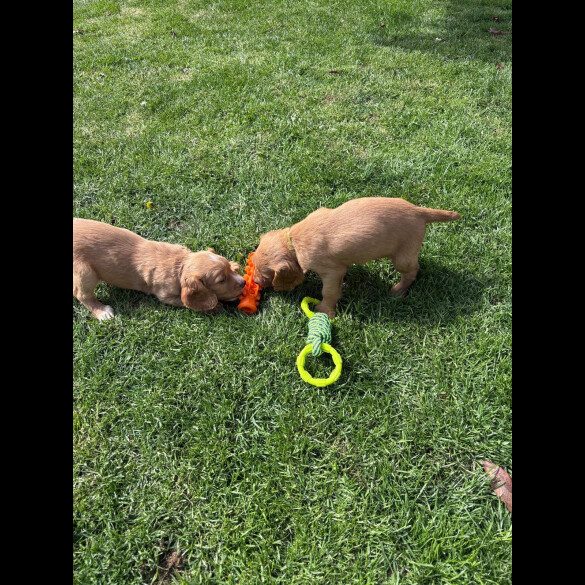 Sprocker Spaniel - Dogs