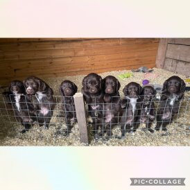 Sprocker Spaniel - Both