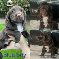 Sprocker Spaniel - Both