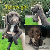 Sprocker Spaniel - Both