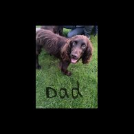 Sprocker Spaniel - Both